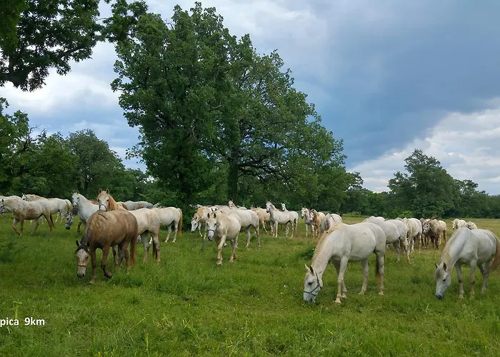 بيت ضيافة Risnik 3*